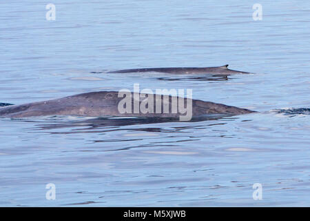 Eine Mutter und Kalb Blauwal auftauchen in der Nähe von Isla del Carmen in Loreto Bay National Marine Park in Baja, Mexico Stockfoto