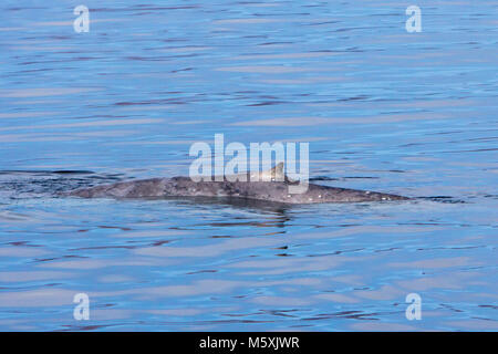 Eine Mutter und Kalb Blauwal auftauchen in der Nähe von Isla del Carmen in Loreto Bay National Marine Park in Baja, Mexico Stockfoto