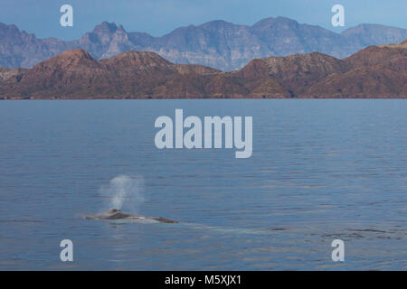 Eine Mutter und Kalb Blauwal auftauchen in der Nähe von Isla del Carmen in Loreto Bay National Marine Park in Baja, Mexico Stockfoto