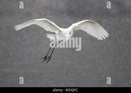 Silberreiher (Ardea alba) fliegen bei Schneefall, Hessen, Deutschland Stockfoto