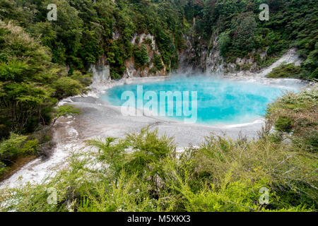 Prähistorische Landschaft mit Thermalquellen, Rotorua, Neuseeland Stockfoto