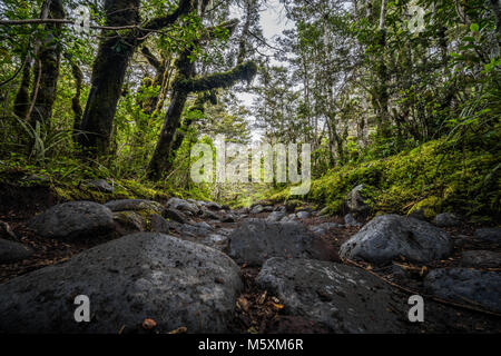 Moos bedeckt Steine durch Goblin Wald, Neuseeland führenden Stockfoto