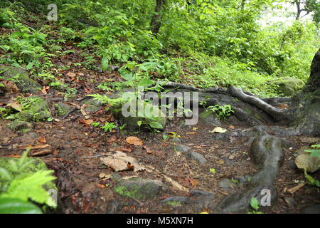 Wasserfälle in Kerala, Nationalpark, Natur Stockfoto