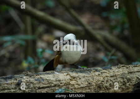 Schönen Weiß-Crested laughingthrush (Garrulax leucolophus) im Wald Thailand Stockfoto