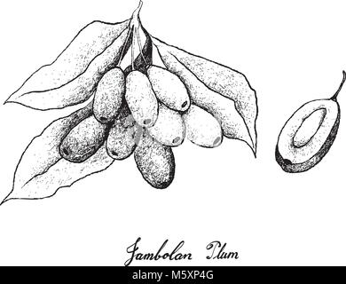 Beerenfrüchte, Illustration von Hand gezeichnete Skizze Jambolan, Java Pflaume, schwarze Pflaume oder Syzygium Cumini Früchte isoliert auf weißem Hintergrund. Stock Vektor