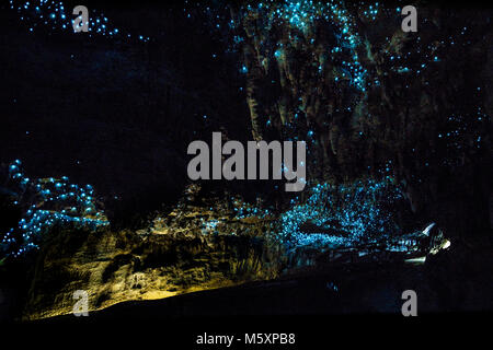 Glühwürmchen in Waipu Caves, Neue Zaland Stockfoto