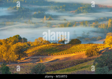 Sunrise, Marietta Weinberge, Yorkville Highlands, Mendocino County, Kalifornien Stockfoto