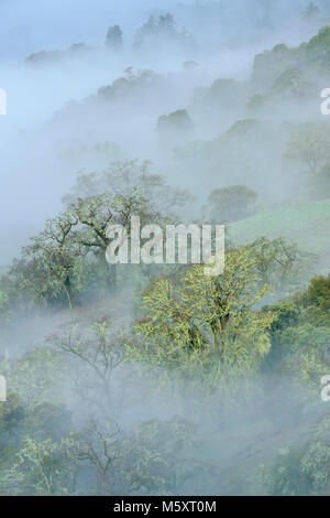 Heben Nebel, Valley Oaks, Quercus lobata, Yorkville Highlands, Mendocino County, Kalifornien Stockfoto