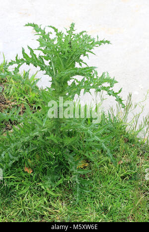 Nahaufnahme von Sonchus Asper oder auch bekannt als stachelige Sow Thistle Blatt Stockfoto