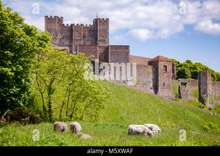 Schafe auf einem Hügel in der Nähe der Dover Castle in Kent, South East England, Großbritannien Stockfoto