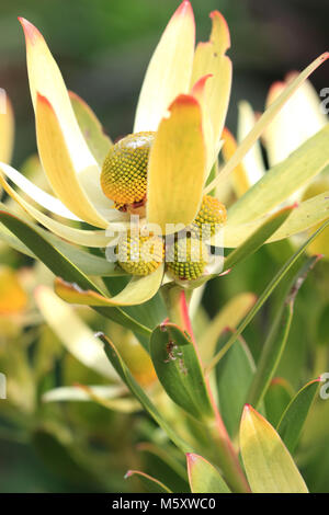 Leucadendron Gandogeri Proteas oder bekannt als breites Blatt Kegel Bush Blüten Stockfoto