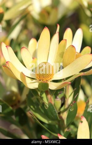 Leucadendron Gandogeri Proteas oder bekannt als breites Blatt Kegel Bush Blüten Stockfoto