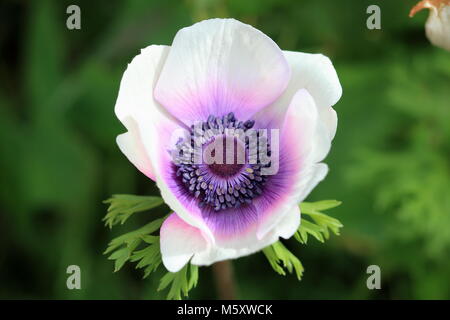 Nahaufnahme eines weißen Anemone mit lila Schimmer auf Blütenblätter Stockfoto