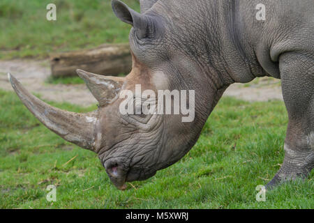 Foto Portrait von einem wunderschönen schwarzen Rhino Stockfoto