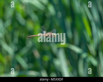 Dragon Fly closeup fre Flying High Speed Stockfoto