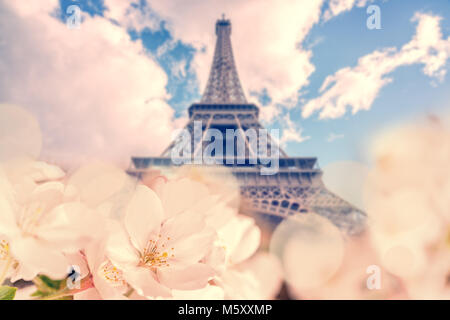 Cherry Blossom, Eiffelturm im Hintergrund, Frühling in Paris Frankreich Stockfoto
