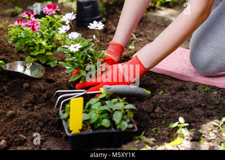 Gärtner Frau Blumen Pflanzen im Sommer Garten am Morgen. Stockfoto