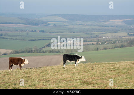 Butser Hill Landschaft an einem klaren kalten Wintermorgen in Hampshire, Großbritannien. South Downs National Park. Stockfoto