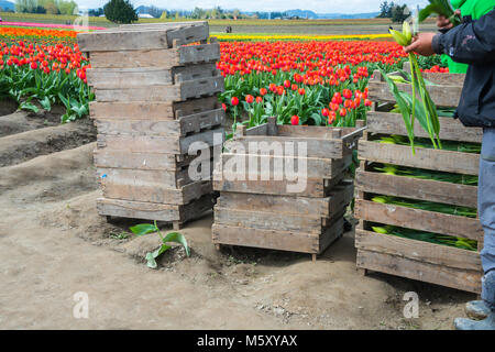 Gestapelte Kisten mit Tulpen von Hispanic landwirtschaftliche Wanderarbeiter auf dem Bauernhof abgeholt Stockfoto