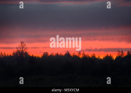 Crimson sunset und gezackten Rand der Bäume. Lineare beleuchteten Wolken Stockfoto