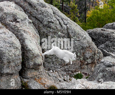 SD 00036-00 ... South Dakota - Bergziegen auf der Spur in der Nähe der Oberseite von Harney Peak (Black Elk Peak). Stockfoto