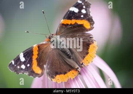 Red Admiral Schmetterling Familie nymphaldae Stockfoto