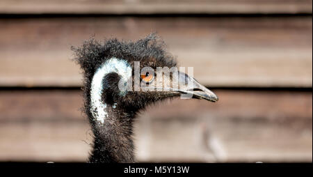 Im Park von Australien der Freien emu Vogel und den Hintergrund Stockfoto