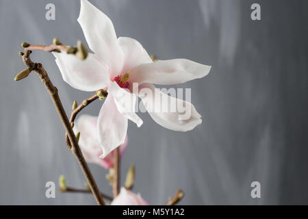 Magnolia Blumen in Glasvase. Magnolia Stellata. Still-Leben. Stockfoto