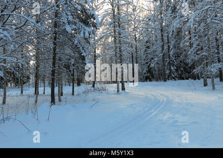 Skigebiet im schwedischen Wald Stockfoto