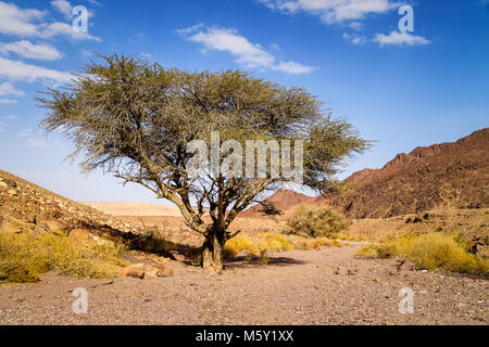 Lonely trockenen Baum im Tal von trockenen Sandstein Wüste Negev in der Nähe von Eilat, Israel. Wandern Weg zum Red Canyon. Stockfoto