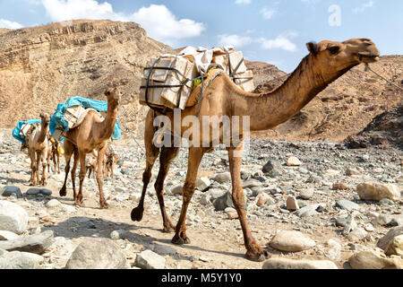 In der danakil Äthiopien Afrika in der Alten trockenen Fluss viele Kamele mit dem Bergbau Salz Wandern im Tal auf den Markt Stockfoto