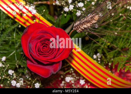 Rote Rose mit der katalanischen Fahne ribbon hinter Stockfoto