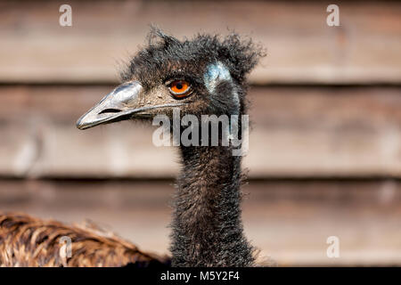 Im Park von Australien der Freien emu Vogel und den Hintergrund Stockfoto