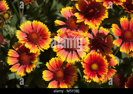 Decke Blumen Gaillarda Arizona Sun Stockfoto