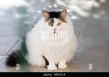 Eine flauschige weiße und schwarze Katze mit auffälligen grünen Augen, die ruhig auf einem gefliesten Boden sitzt und einen ruhigen und neugierigen Ausdruck zeigt. Stockfoto