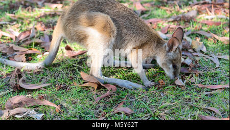 In Australien natuarl Park in der Nähe von Kangaroo in der Nähe von Bush Stockfoto