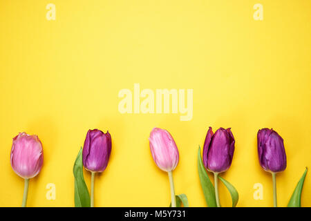 Blick von oben auf die lila Tulpen auf gelbem Hintergrund Stockfoto