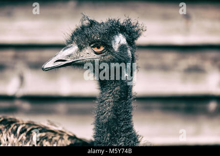 Im Park von Australien der Freien emu Vogel und den Hintergrund Stockfoto