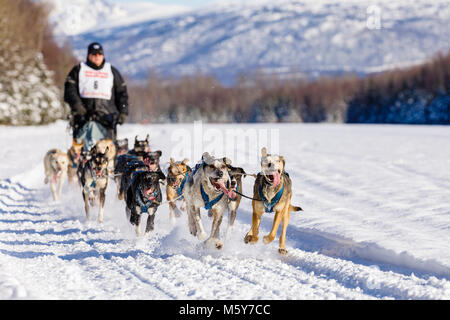 Musher Danny Beck im Fell Rendezvous Welt Schlittenhunderennen bei Campbell Airstrip konkurrieren in Anchorage in Alaska. Stockfoto