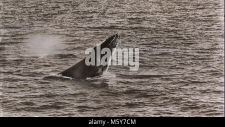 In Australien einen kostenlosen Wale im Ozean wie Konzept der Freiheit Stockfoto