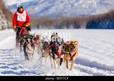 Musher Johannes Erhart im Fell Rendezvous Welt Schlittenhunderennen bei Campbell Airstrip konkurrieren in Anchorage in Alaska. Stockfoto