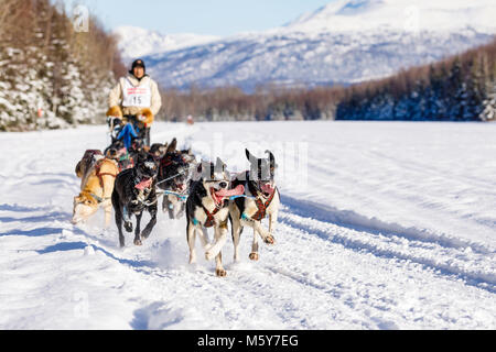 Musher Marvin Kokrine im Fell Rendezvous Welt Schlittenhunderennen bei Campbell Airstrip konkurrieren in Anchorage in Alaska. Stockfoto