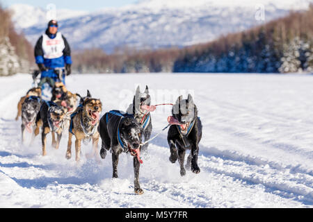 Musher Greg Taylor im Fell Rendezvous Welt Schlittenhunderennen bei Campbell Airstrip konkurrieren in Anchorage in Alaska. Stockfoto