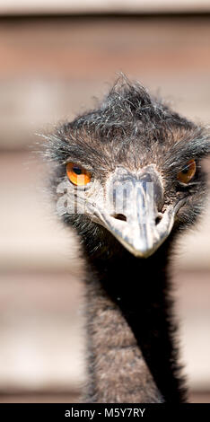 Im Park von Australien der Freien emu Vogel und den Hintergrund Stockfoto