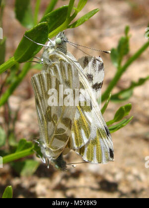 Becker's Weiße Schmetterlinge; Pontia beckerii. Stockfoto