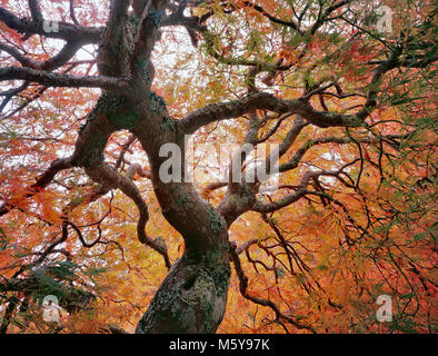 Japanischer Ahorn, Laceleaf, Acer Palmata, Farn Schlucht Garten, Mill Valley, Kalifornien Stockfoto