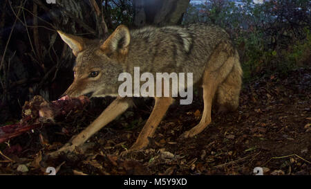 Griffith Park Coyote. Unser Biologe vor kurzem eine Motion-getriggerte Kamera auf einem der P-22 Hirsch tötet. P-22 nicht zurück, aber es war interessant zu sehen, wer oben zeigte auf seine Reste zu füttern. Zwei Bobcats und zwei kojoten fertig aus der Mahlzeit! Nicht sicher, was Teil der Hirsch Dieser kojote ist Essen, aber unser Biologe berichtet, dass, wenn er in die Kamera es meistens den Hals war und Hinterhand, die blieb. Stockfoto