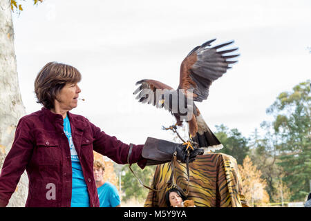 Harris Hawk. Mollie Hogan hat einen Harris Hawk, die native auf Teile von Arizona, Texas, Meico, Mittelamerika und Südamerika. Stockfoto