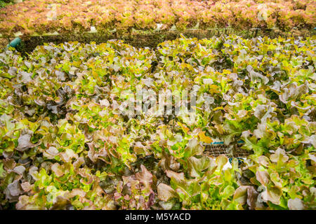 Hydroponics Gemüsefarm für gesunde im ländlichen Thailand Stockfoto