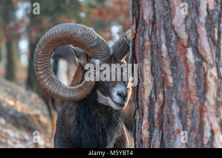 Die mufflons un den Wald im Winter. Das Porträt. Wildes Tier mit riesigen Hörnern in der Natur Lebensraum. Ovis orientalis. Stockfoto